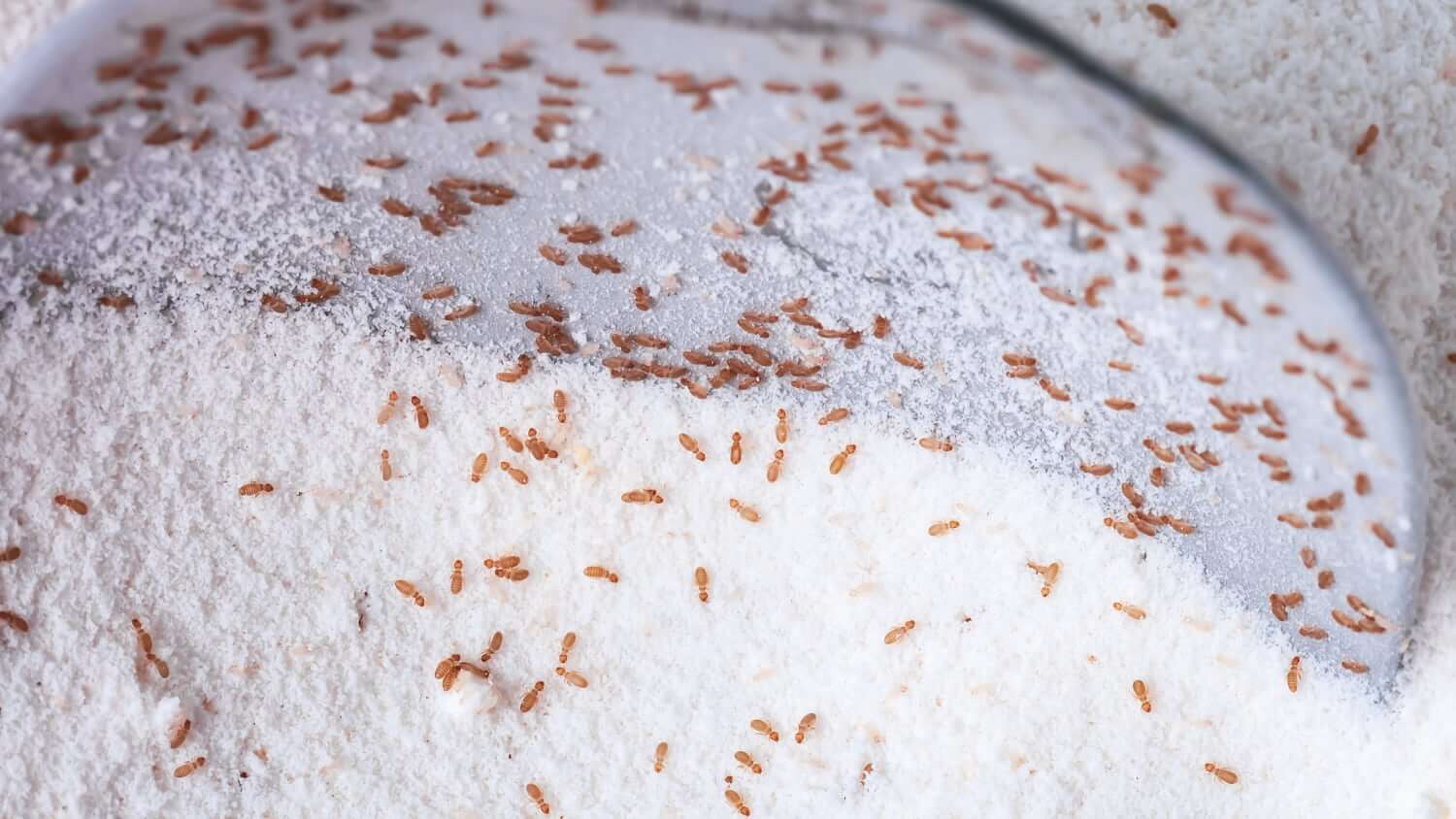 Booklice in flour