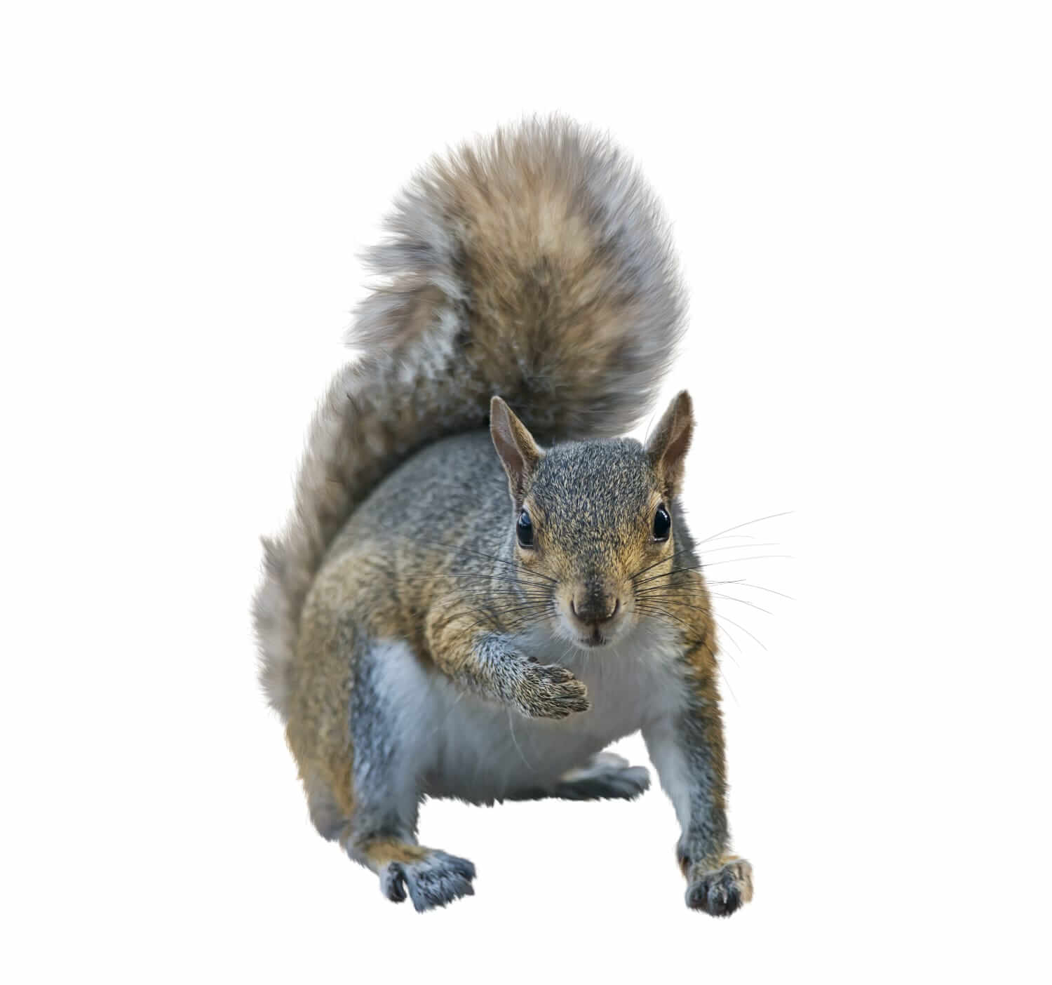 Closeup of a grey squirrel