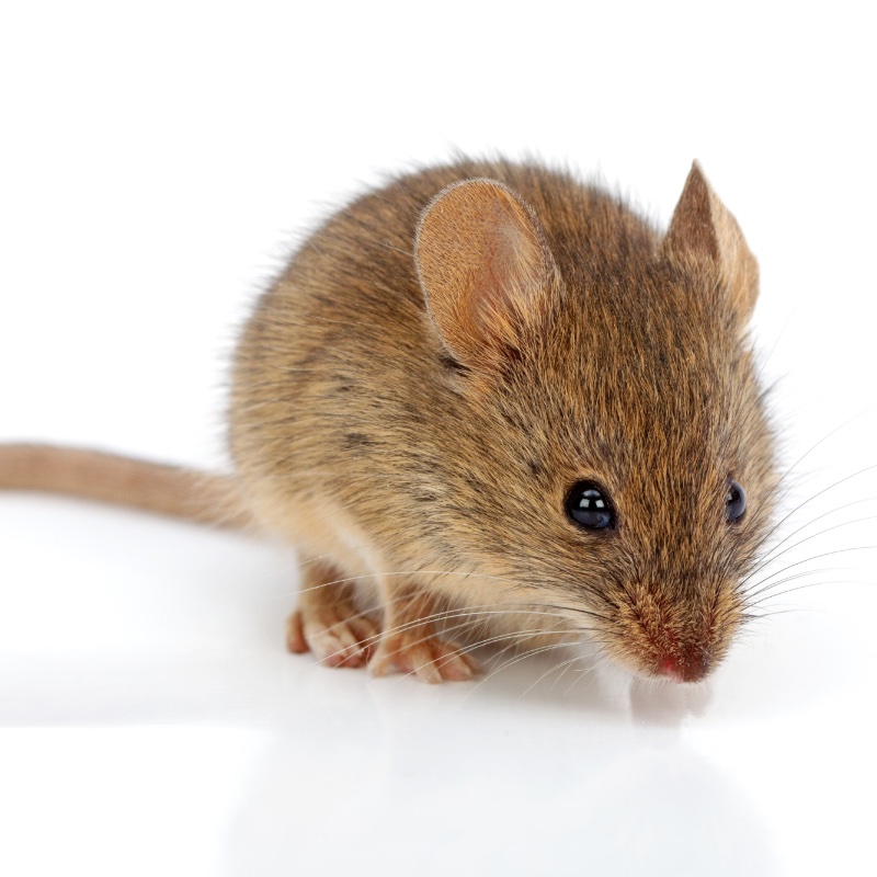 A Mouse