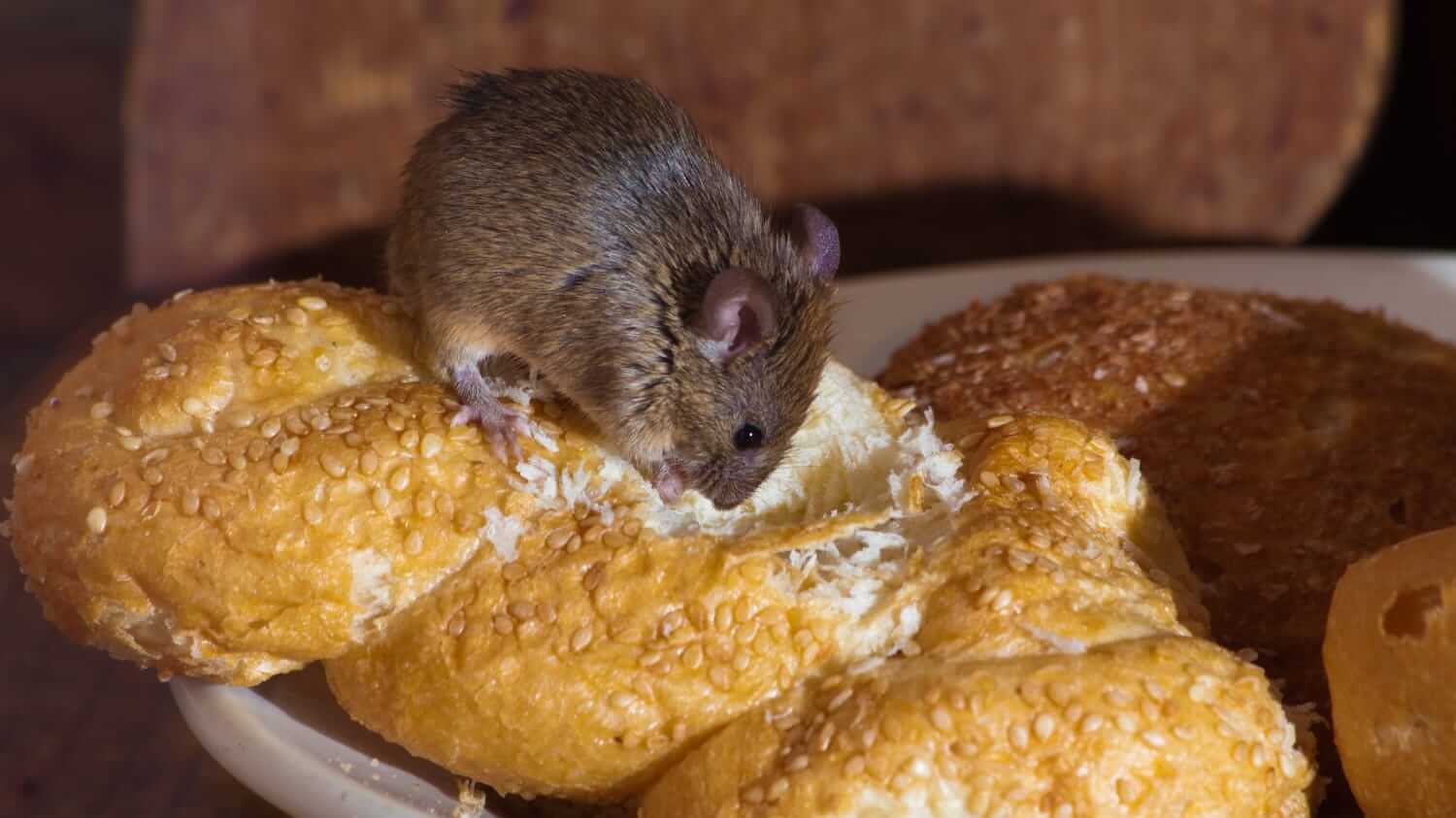 A house mouse eating a bread roll.