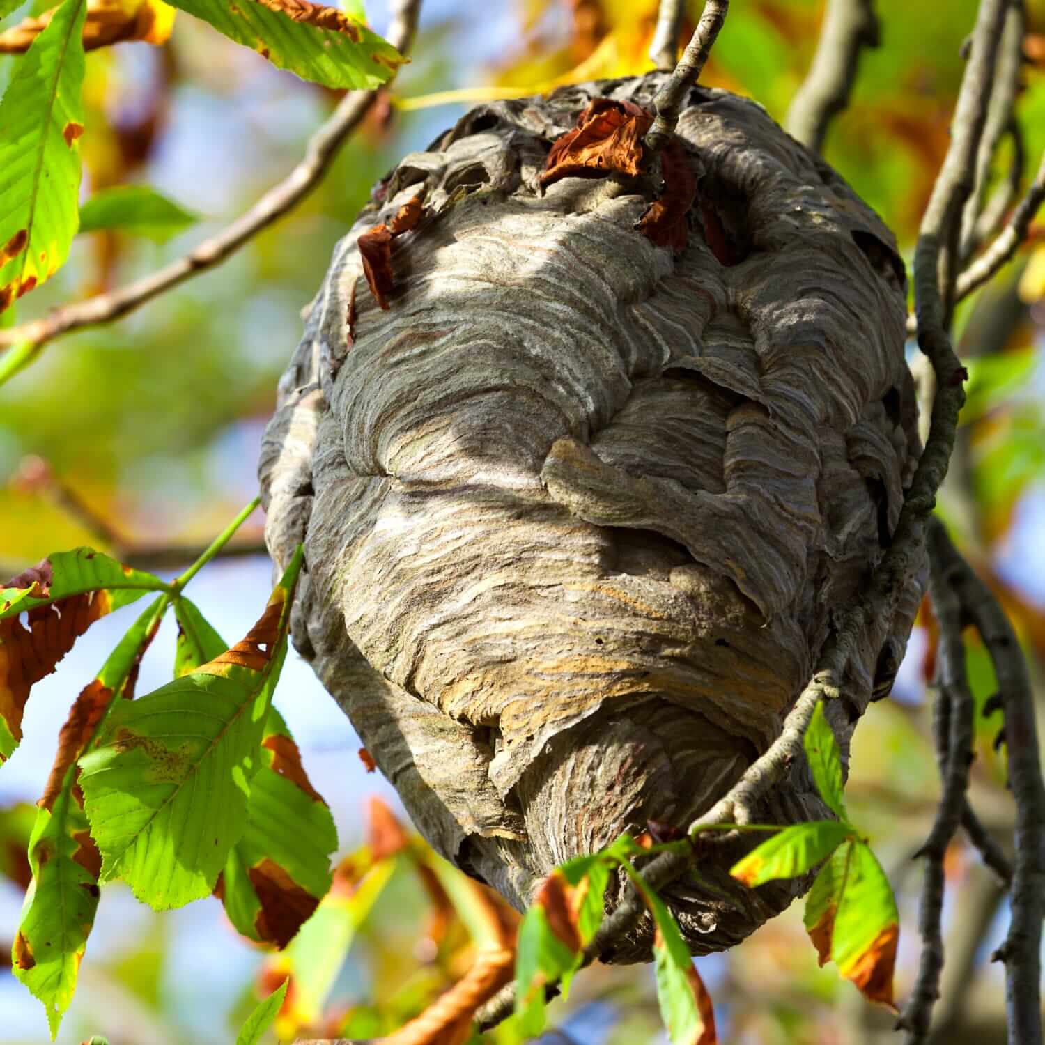 Wasp nest hanging in a tree